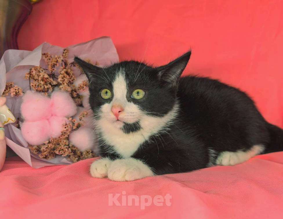 Кошки в Екатеринбурге: Котенок в добрые руки  Девочка, Бесплатно - фото 3