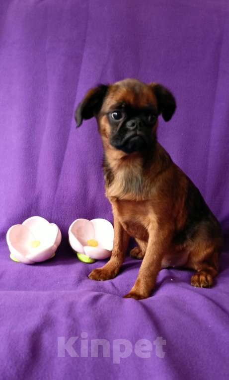 Собаки в Санкт-Петербурге: Мальчик-праздник Мальчик, Бесплатно - фото 1