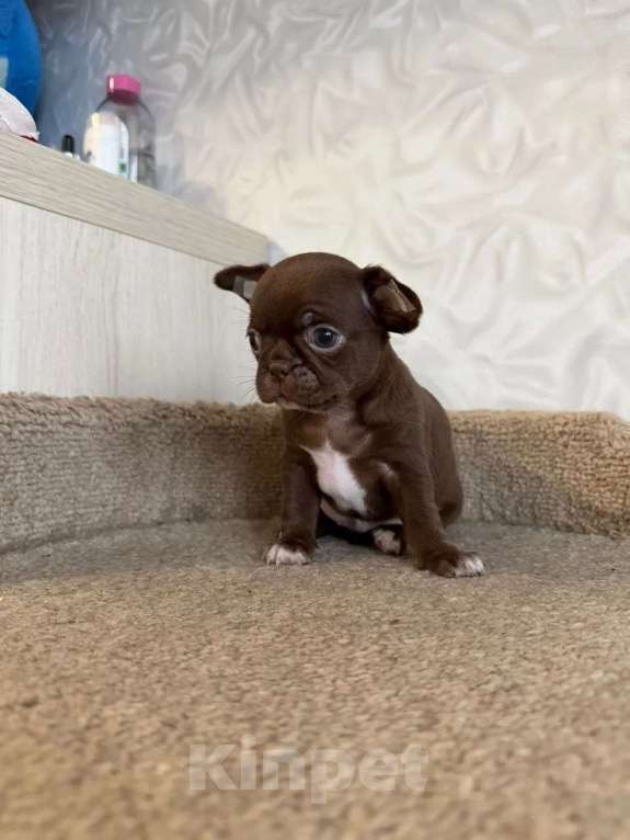 Собаки в Воронеже: Шоколад без каллорий Мальчик, 40 000 руб. - фото 3