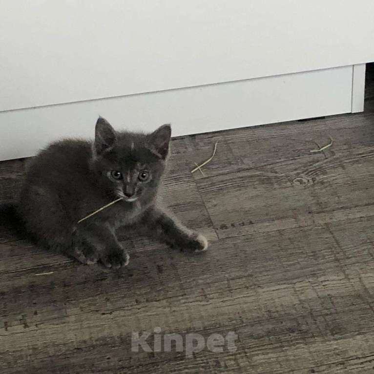 Кошки в Чите: Отдам кошечку в добрые руки.  Девочка, Бесплатно - фото 3
