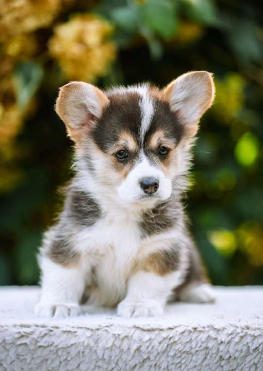 Собаки в Новосибирске: Вельш Корги Пемброк Динь-Динь Девочка, 65 000 руб. - фото 4