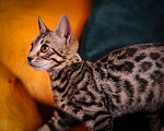 Кошки в Москве: Бенгал котенок  Мальчик, 35 000 руб. - фото 1
