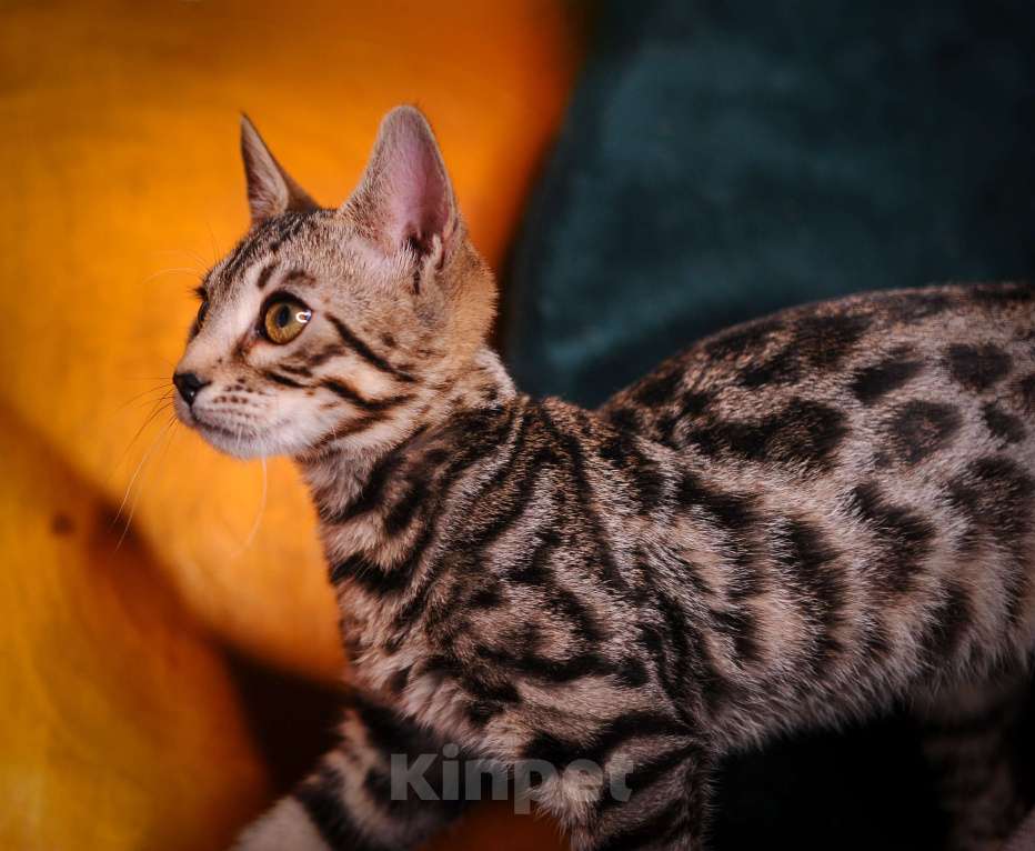 Кошки в Москве: Бенгал котенок  Мальчик, 35 000 руб. - фото 1