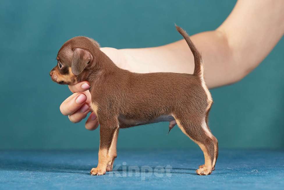 Собаки в Вологде: Русский Той Мальчик, Бесплатно - фото 4