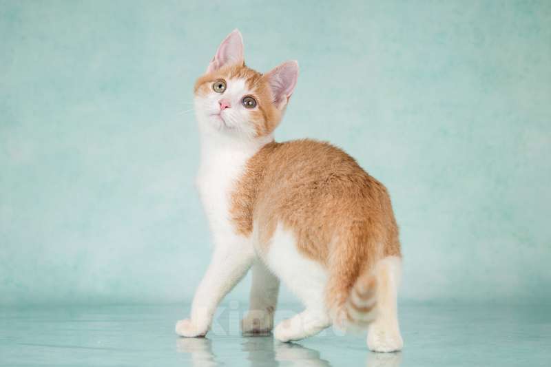 Кошки в Москве: Очень ласковый и ручной рыжий котенок Хомочка в добрые руки Девочка, 1 руб. - фото 3