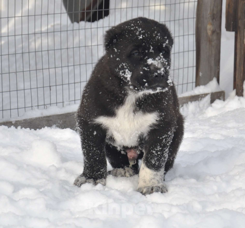 Собаки в Новосибирске: Щенки алабая (среднеазиатской овчарки) Мальчик, Бесплатно - фото 2