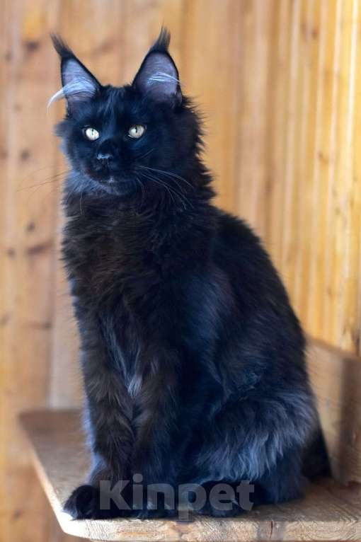 Кошки в Москве: Котенок Мальчик, 1 руб. - фото 6