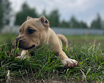 Собаки в других городах Московской области: Американский Булли стандарт Девочка, 70 000 руб. - фото 8