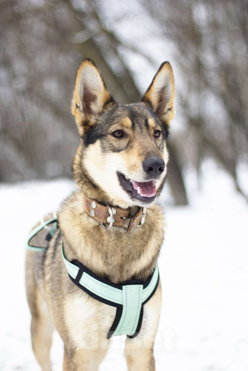 Собаки в Москве: Очаровательная дружелюбная Авери в поисках дома Девочка, Бесплатно - фото 2
