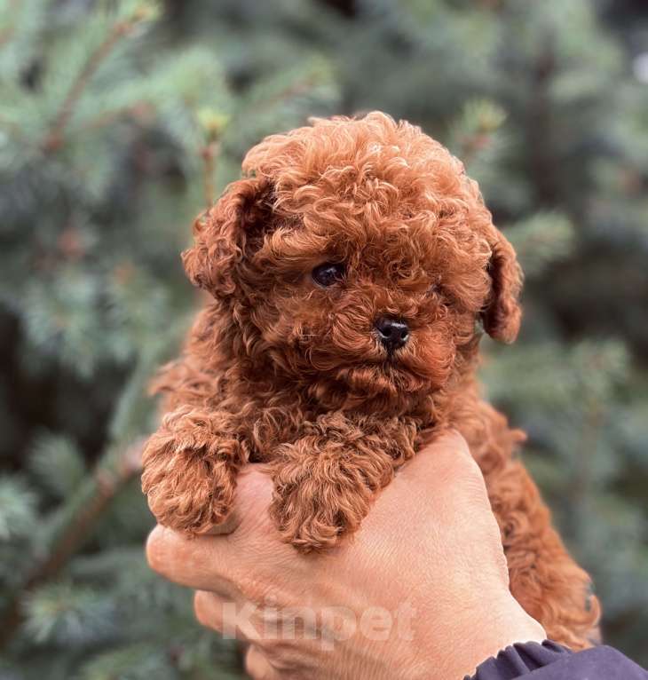 Собаки в Санкт-Петербурге: Щенок той-пудель Мальчик, 150 000 руб. - фото 1