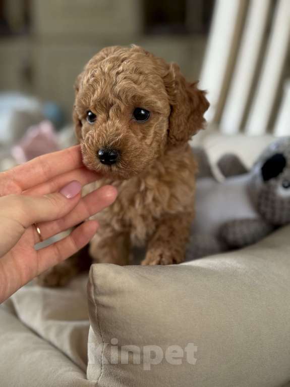 Собаки в Москве: Той пудель Китай РКФ Юника  Девочка, 170 000 руб. - фото 2