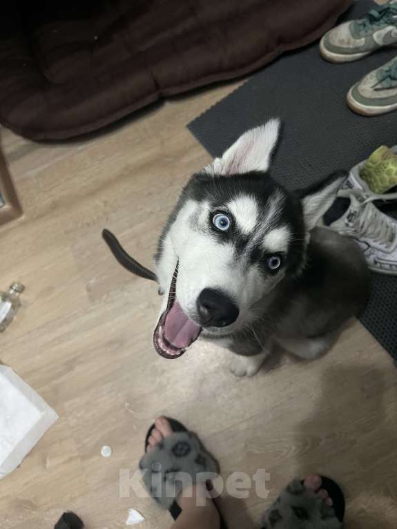 Собаки в Санкт-Петербурге: щенок хаски 3,5 месяца Мальчик, 12 000 руб. - фото 2