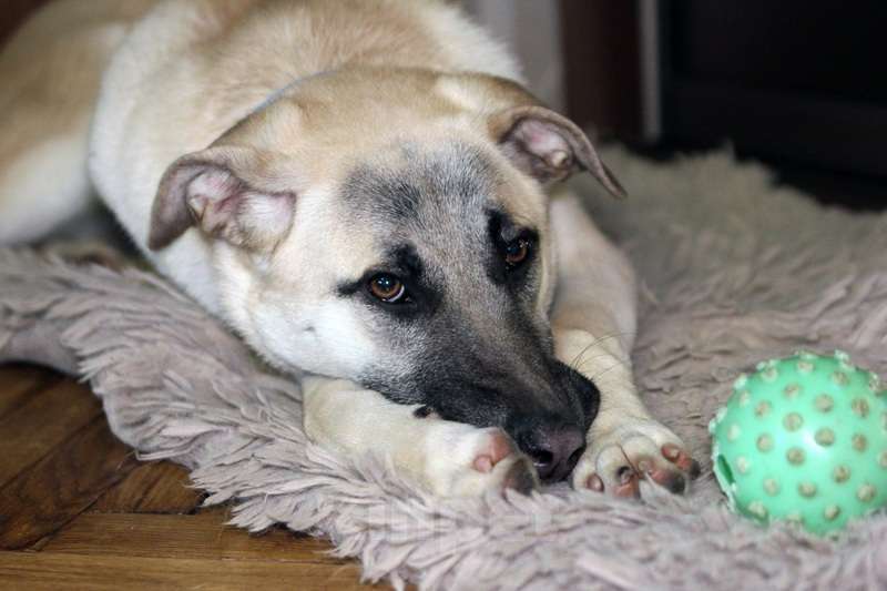 Собаки в Москве: Щенок кангала Сильва в добрые руки Девочка, Бесплатно - фото 4