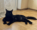 Кошки в Краснодаре: Мейн-кун Полидакт Девочка  Девочка, 30 000 руб. - фото 7
