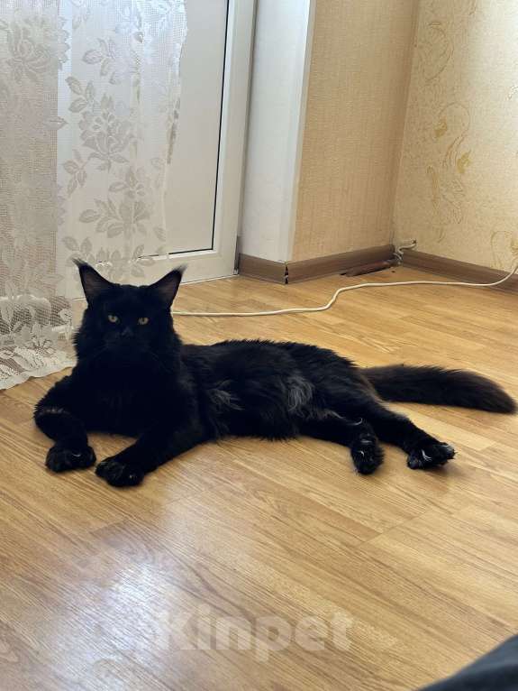 Кошки в Краснодаре: Мейн-кун Полидакт Девочка  Девочка, 30 000 руб. - фото 7