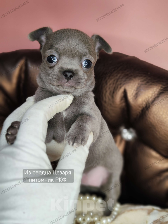 Собаки в Москве: Голубого окраса чудо мальчик чихуахуа  Мальчик, 50 000 руб. - фото 6