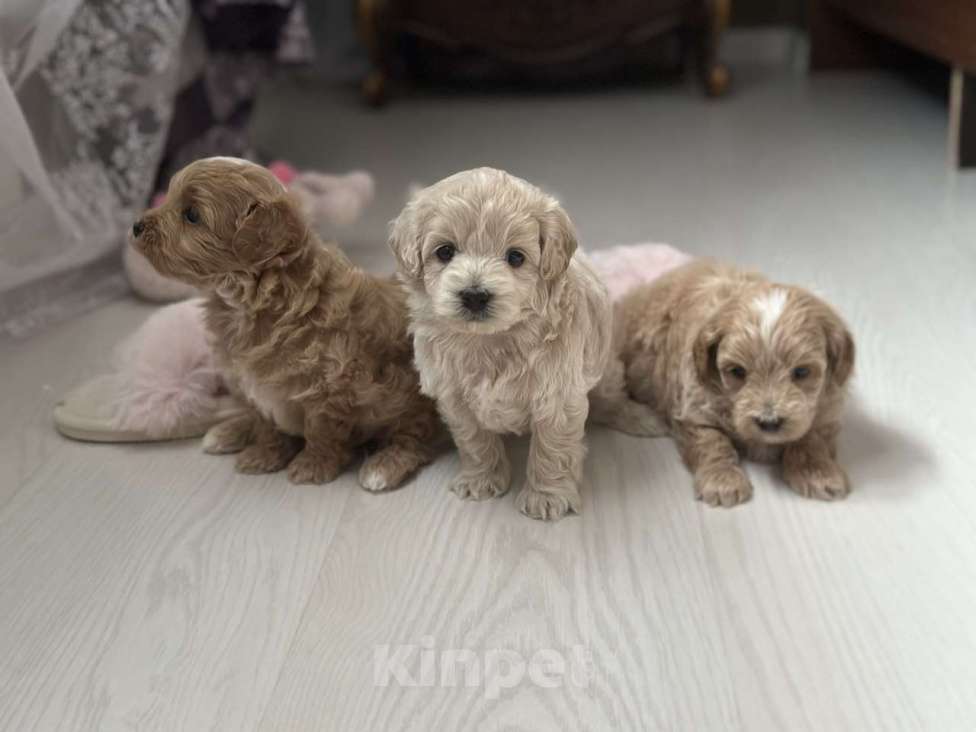 Собаки в Воронеже: Мальтипу мини  Мальчик, 100 000 руб. - фото 5