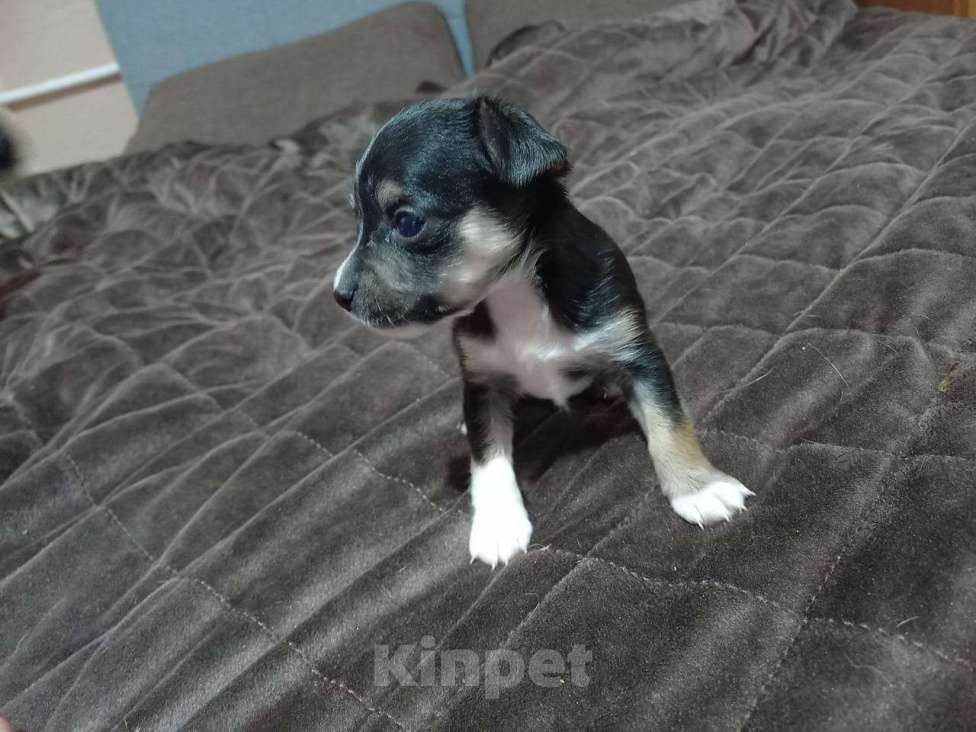 Собаки в других городах Брянской области: Продам щенка🌸 девочка,2 месяца Девочка, 3 500 руб. - фото 3