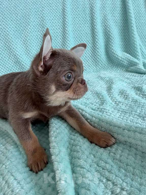 Собаки в Ижевске: Щенок чихуахуа Мальчик, 65 000 руб. - фото 3