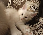 Кошки в Санкт-Петербурге: Котята мейн-кун Мальчик, Бесплатно - фото 7