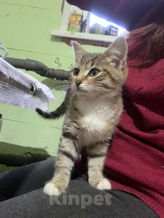 Кошки в Москве: Это Салинка! Чудесная нежная девочка! Девочка, Бесплатно - фото 6