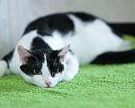 Кошки в Одинцово: Гоша котик очень хочет обрести семью Мальчик, Бесплатно - фото 2