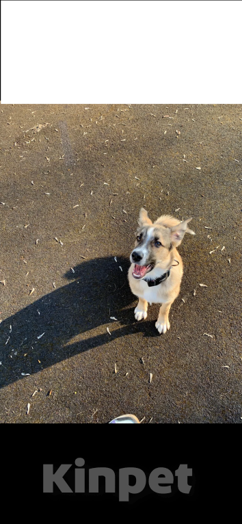 Собаки в Москве: Одам щенка лайки в добрые руки Мальчик, Бесплатно - фото 5