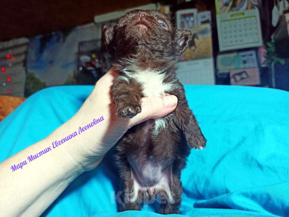 Собаки в Санкт-Петербурге: Евгеника длинношерстная чихуахуа шоколадного окраса Девочка, 100 000 руб. - фото 5