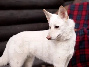 Собаки в Лосином-Петровском: Бэлла якутенок Девочка, Бесплатно - фото 5