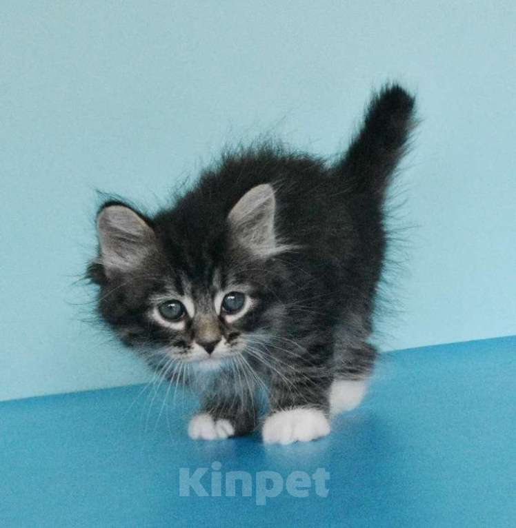 Кошки в Москве: Котик Уран Мальчик, Бесплатно - фото 4