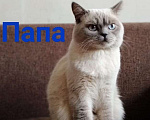 Кошки в Краснодаре: Британский длинношёрстный котенок Мальчик, 8 000 руб. - фото 4