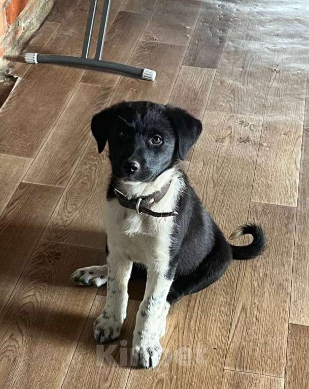 Собаки в Москве: Малышке Лане очень нужен дом  Девочка, Бесплатно - фото 2