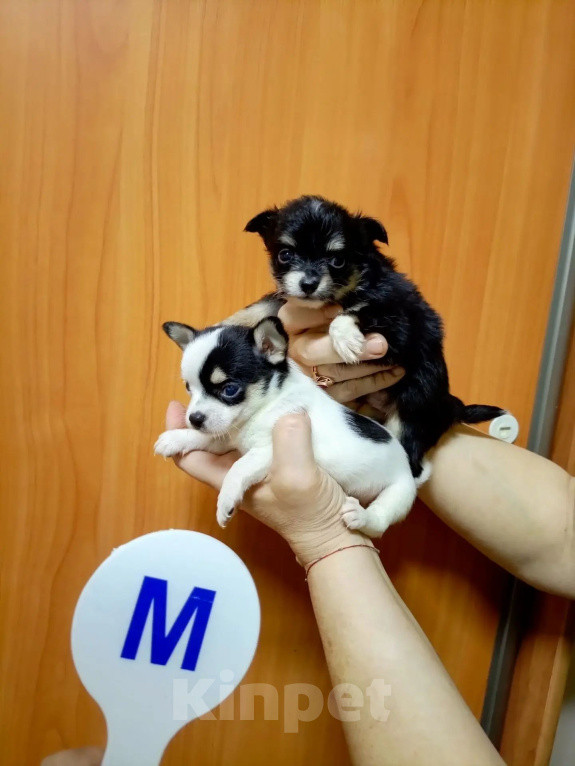 Собаки в Москве: Чихуахуа щенки Девочка, 35 000 руб. - фото 9