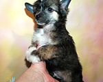 Собаки в Санкт-Петербурге: Пуховый миниатюрный мальчик Мальчик, 30 000 руб. - фото 1