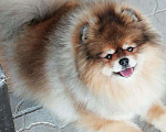 Собаки в Краснодаре: Шпиц на вязку, 5 руб. - фото 2