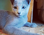 Кошки в Ливны: Котенок русский голубой. Породистые котята, 45 000 руб. - фото 8