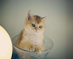 Кошки в Колпашево: Шикарная кошечка, 30 руб. - фото 2