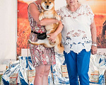 Собаки в Нижнем Новгороде: Сиба ину вязка приглашаем Мальчик, 40 000 руб. - фото 9