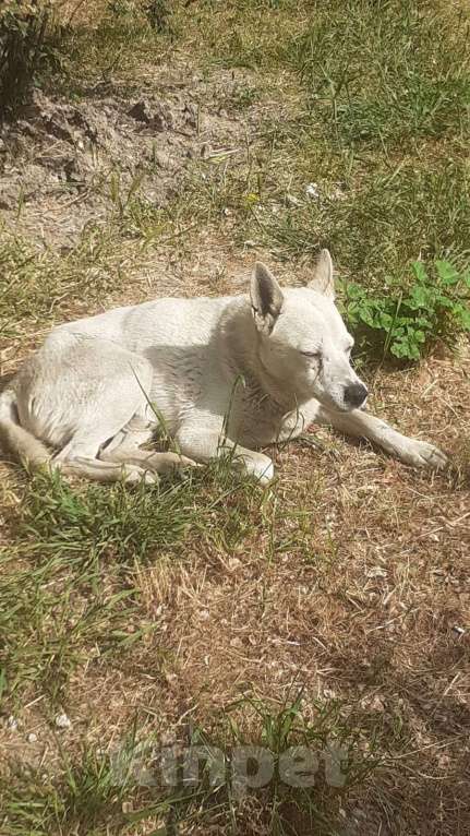 Собаки в Ялте: Пропала собака  Мальчик, Бесплатно - фото 1