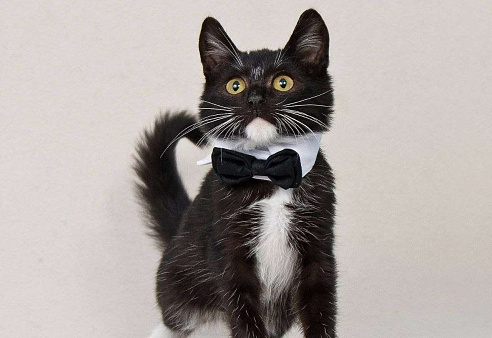 Шустрый котенок Бантик хочет стать домашним