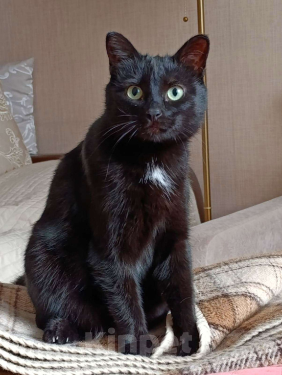 Кошки в Москве: Очень ласковая кошечка Нора в добрые руки  Девочка, Бесплатно - фото 2