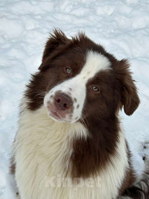 Собаки в других городах Владимирской области: щенок австралийской овчарки Девочка, 90 000 руб. - фото 1