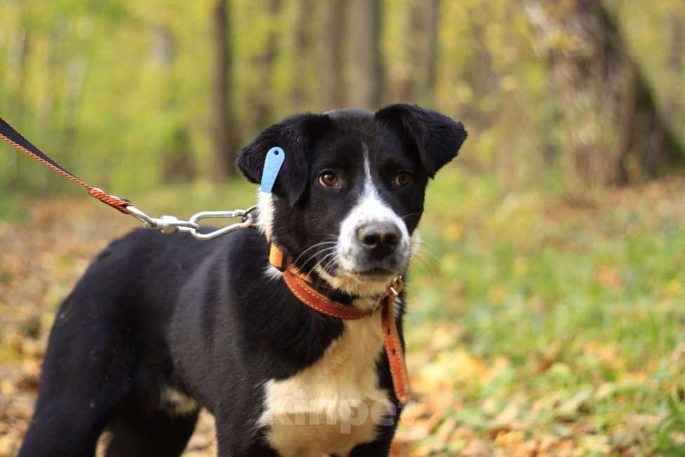 Собаки в Москве: Молодой и нежный Лука ждет семью Мальчик, Бесплатно - фото 4