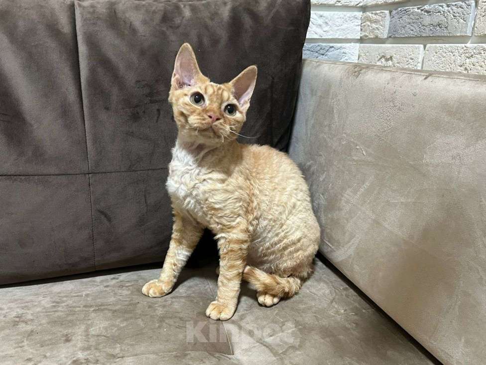 Кошки в Москве: девон рекс котик рыжий Мальчик, 65 000 руб. - фото 5