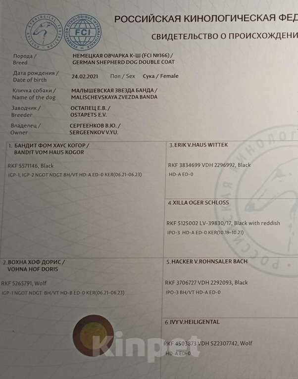 Собаки в Орле: Щенки немецкой овчарки Мальчик, 50 000 руб. - фото 10