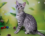 Кошки в Санкт-Петербурге: Кошечка редкой породы Египетская мау  Девочка, 60 000 руб. - фото 1
