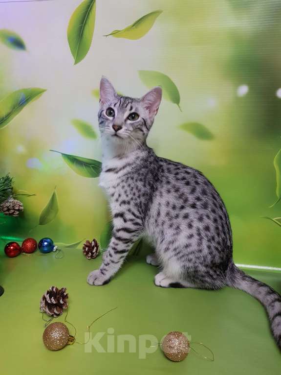 Кошки в Санкт-Петербурге: Кошечка редкой породы Египетская мау  Девочка, 60 000 руб. - фото 1