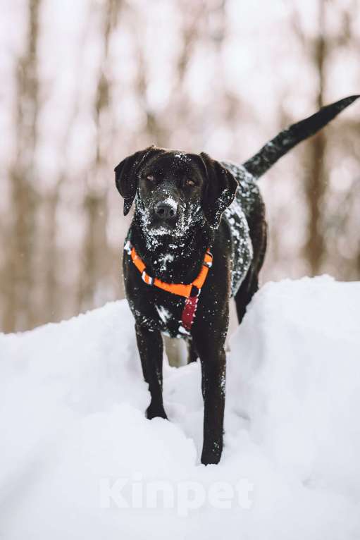 Собаки в Москве: Собака бесплатно в Москве Девочка, Бесплатно - фото 6