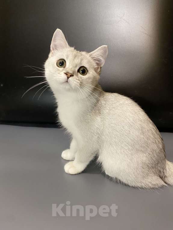 Кошки в Москве: Девочки Девочка, 25 000 руб. - фото 6