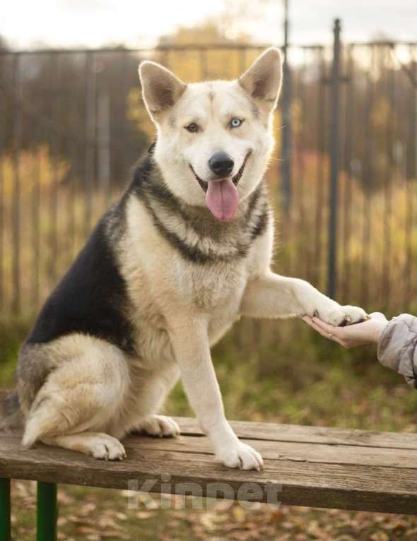 Собаки в Москве: Разноглазый пёс Сэмми ищет дом и самого ответственного хозяина. Мальчик, Бесплатно - фото 1